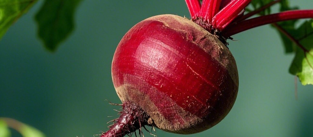 Beetroot Unveiled: Origins, Growing Regions, and 7 Science-Backed Health Benefits